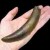 A Sperm Whale tooth - actual size. A Sperm Whale tooth - actual size.