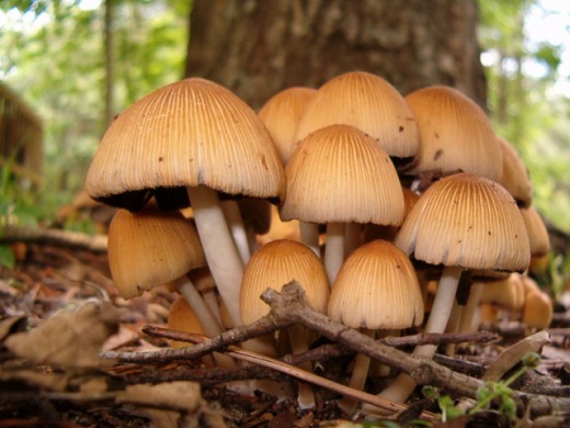 These guys were in my yard.