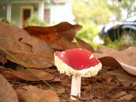 Another colorful specimen.