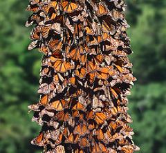 A pine tree trunk in Mexico is covered with Monarch butterflies.  photo, Wall Street Journal, 1984