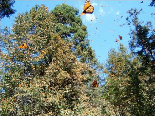 Butterflies in Michoacan, Mexico cling and hang from trees by the millions.  photo by Purdue.edu