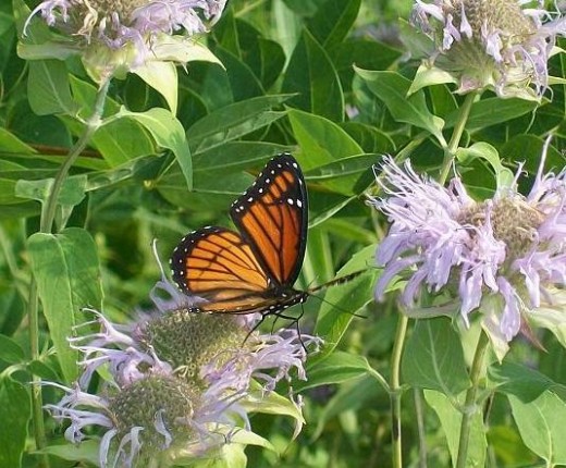 A Viceroy butterfly feeds on the nectar of many locally grown flower types.  This one was on prolific pale lavender blossoms last spring.