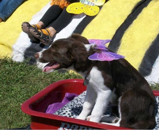 Sabra, 'daughter' of Frank Childers was a hit of the Butterfly Parade, with her pink butterfly wings on her collar. She magnificently rode in her red wagon all the way!