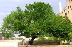 The Survivor Tree about ten years later.  Nature and knowledge may work together to build firm bridges to  recovery, health and happiness.