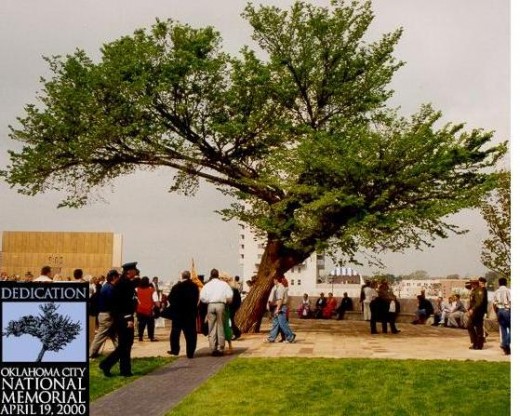 The Survivor Tree at the Oklahoma City National Memorial Dedication.  Badly damaged branches had been previously removed.