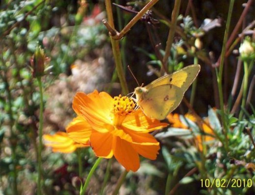 A yellow Sulphur snacks on a bright flower - and gives beauty to the appreciative world.