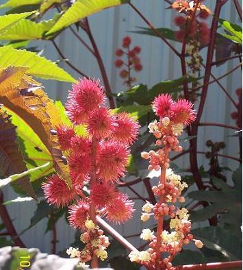 The bright Castor Bean blossoms are a nectar source.  The plant is considered poisonous to humans unless it is 'processed' correctly.