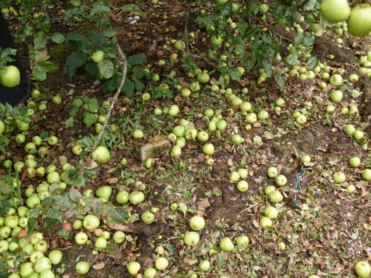 apples apples everywhere...