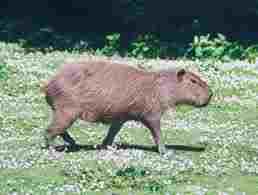 Capybara: often taken by anacondas