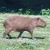 Capybara: often taken by anacondas