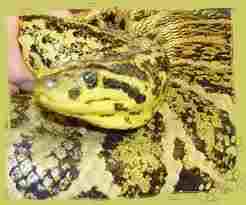 Beautiful Yellow Anaconda