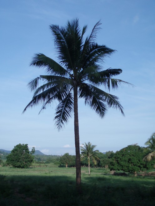 Coconut Palm - one of the many trees.