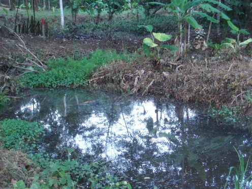 The stream at the bottom of the garden.