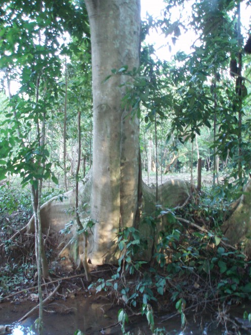 More trees