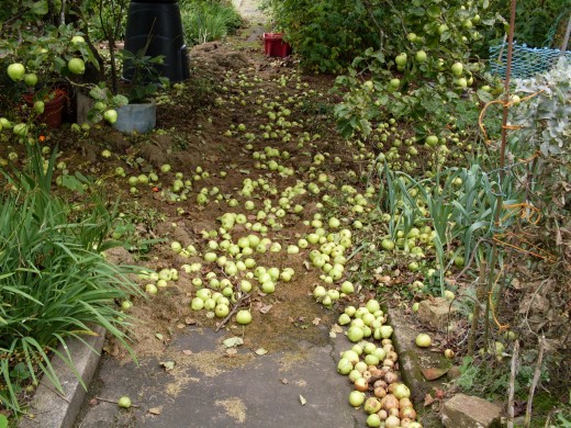 fallen apples on a soft carpet of grass clippings
