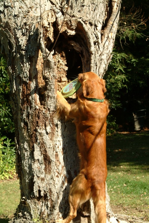 Pulling the disc out of the tree from the lower position.