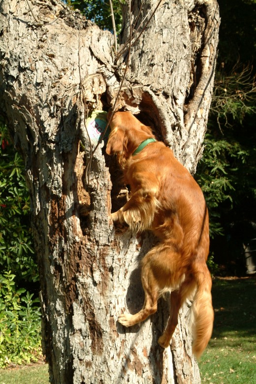 Using his rear legs as leverage, and his shoulders as power, the mighty Golden Retriever warrior was beginning to surface in Kal.