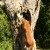 After a relatively short amount of time, Kal began to take a running start at the tree and would simply bound from the ground to gather his disc.