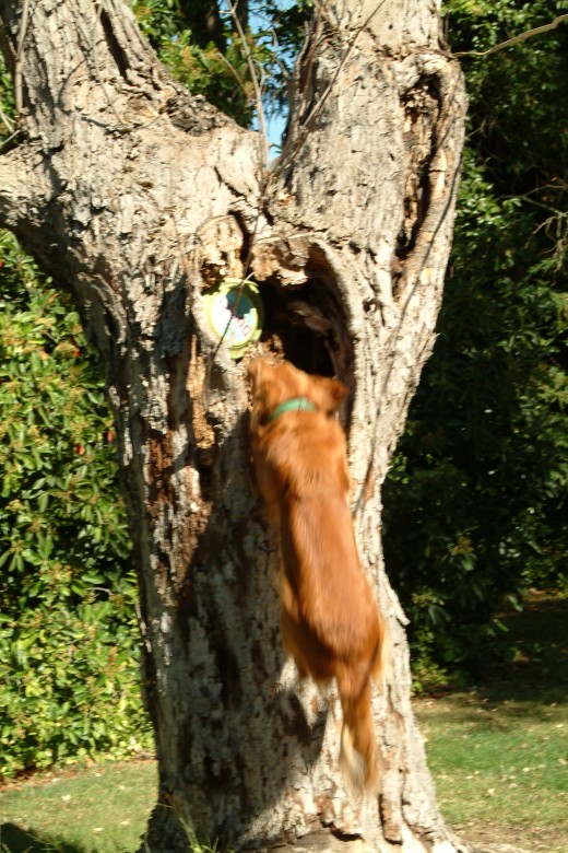 After a relatively short amount of time, Kal began to take a running start at the tree and would simply bound from the ground to gather his disc.
