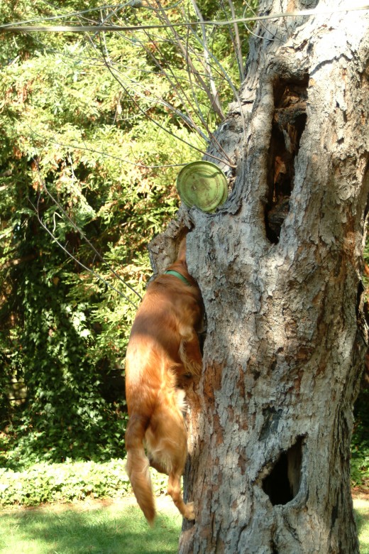 Doing a doggy pull-up helped to increase his shoulder strength as well as hip strength.