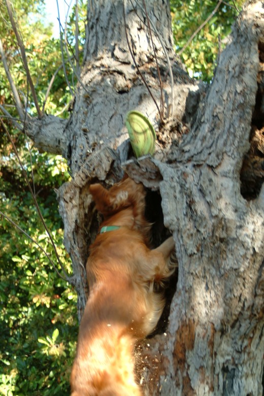 Holding himself in place and attempting to pull the disc from its roost, Kal tried using the gravity of his jump and fall to work the disc loose.