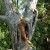 He was quite skilled at leaping into the tree and wiggling the disc free from its perch now. His attitude about the game became enthusiastic as his tail rode high as he went on his quest.