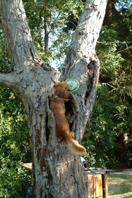 He was quite skilled at leaping into the tree and wiggling the disc free from its perch now. His attitude about the game became enthusiastic as his tail rode high as he went on his quest.