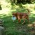 With a little flip in his tail and a smile on his face Kal would initiate the tree climbing game now. Looking forward to fun and training of the dog workday.