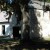 Another view of the tabby storage barn. Cotton was ginned and stored here during plantation days Another view of the tabby storage barn. Cotton was ginned and stored here during plantation days