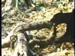 Jaguar and anaconda battle.  The snake seems reluctant.  This "fight" is on several videos sites, like flikr..