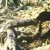 Jaguar and anaconda battle.  The snake seems reluctant.  This "fight" is on several videos sites, like flikr..