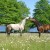 Horses by Videix Lake