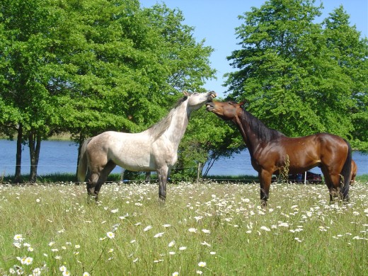 Horses by Videix Lake