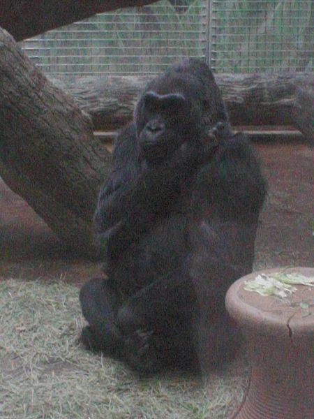 First in-Zoo born Gorilla in 1956, this is Colo at Columbus Zoo in 2009. Probably judging costumes at Boo at the Zoo in this photo. Now deceased, she has many tribute displays.. 