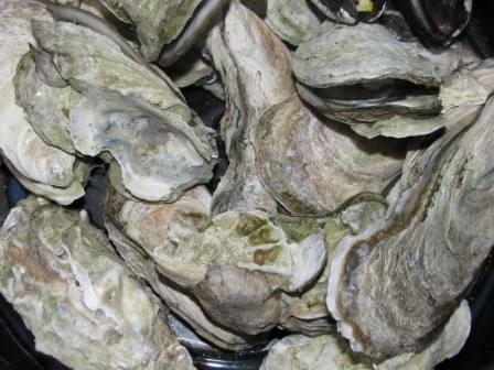 steamed Virginia oysters