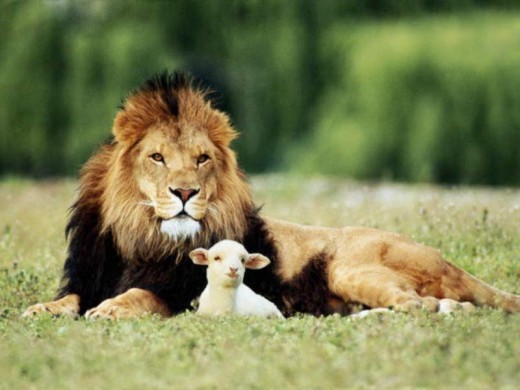 The lion and the lamb