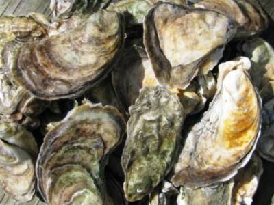 World Famous Chincoteague Salt Oysters 