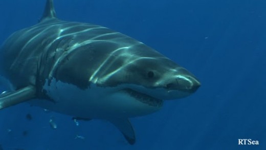 Predatory species like sharks are also at risk as they follow confused migratory species that have lost their bearings. Sharks are already at risk.