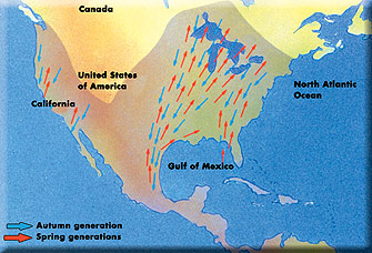 The Monarch butterfly migrates a vast distance for its size, A major part of the migration is over open water and geomagnetic chaos threatens them as a result.