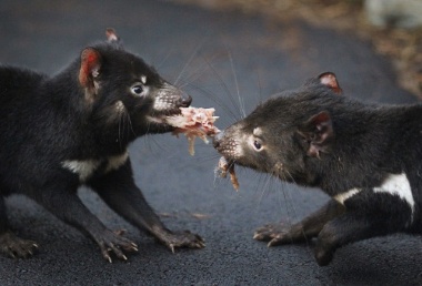 Tasmanian Devils are one of the many endangered Australian animals. 