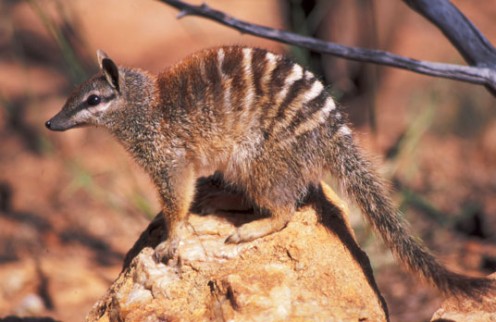 The Numbat is a member of the ant eater family. 