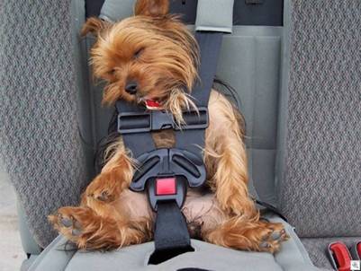 Always Wear a Seat-Belt