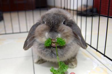 Eat Plenty of  Vegetables
