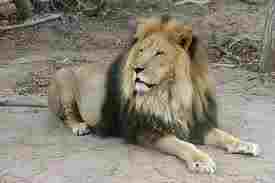 The Barbary Lion.  Last one shot about 1920, but lineage doubtfully preserved in some zoos.