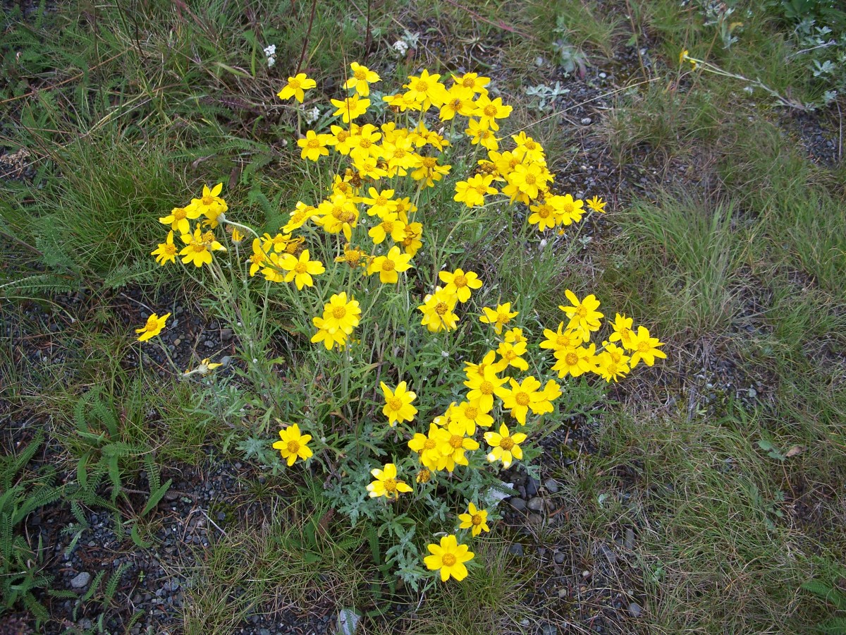 Flowers along roadside on drive to Hurricane Ridge.  Olympic National Park.  Washington.