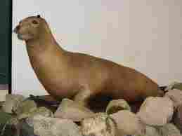 Japanese Sea Lion.  Another magnificent creature lost to us (and itself)