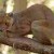 A Madagascar Fossa.  The Giant of the species is long gone
