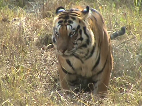Tiger at Kanha