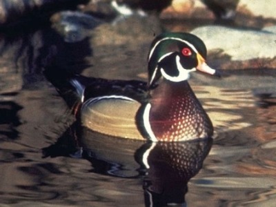 A male (drake) wood duck
