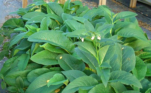 Russian comfrey